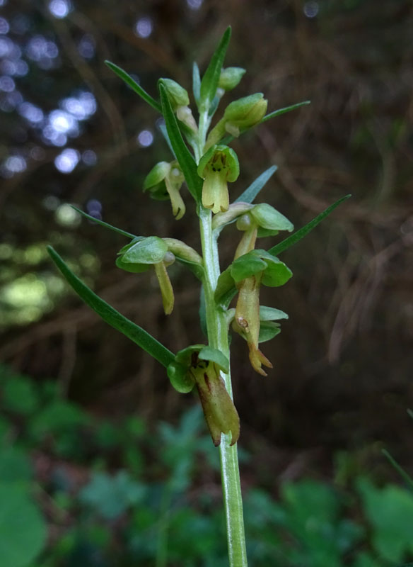 Coeloglossum viride..........Aldino (BZ)